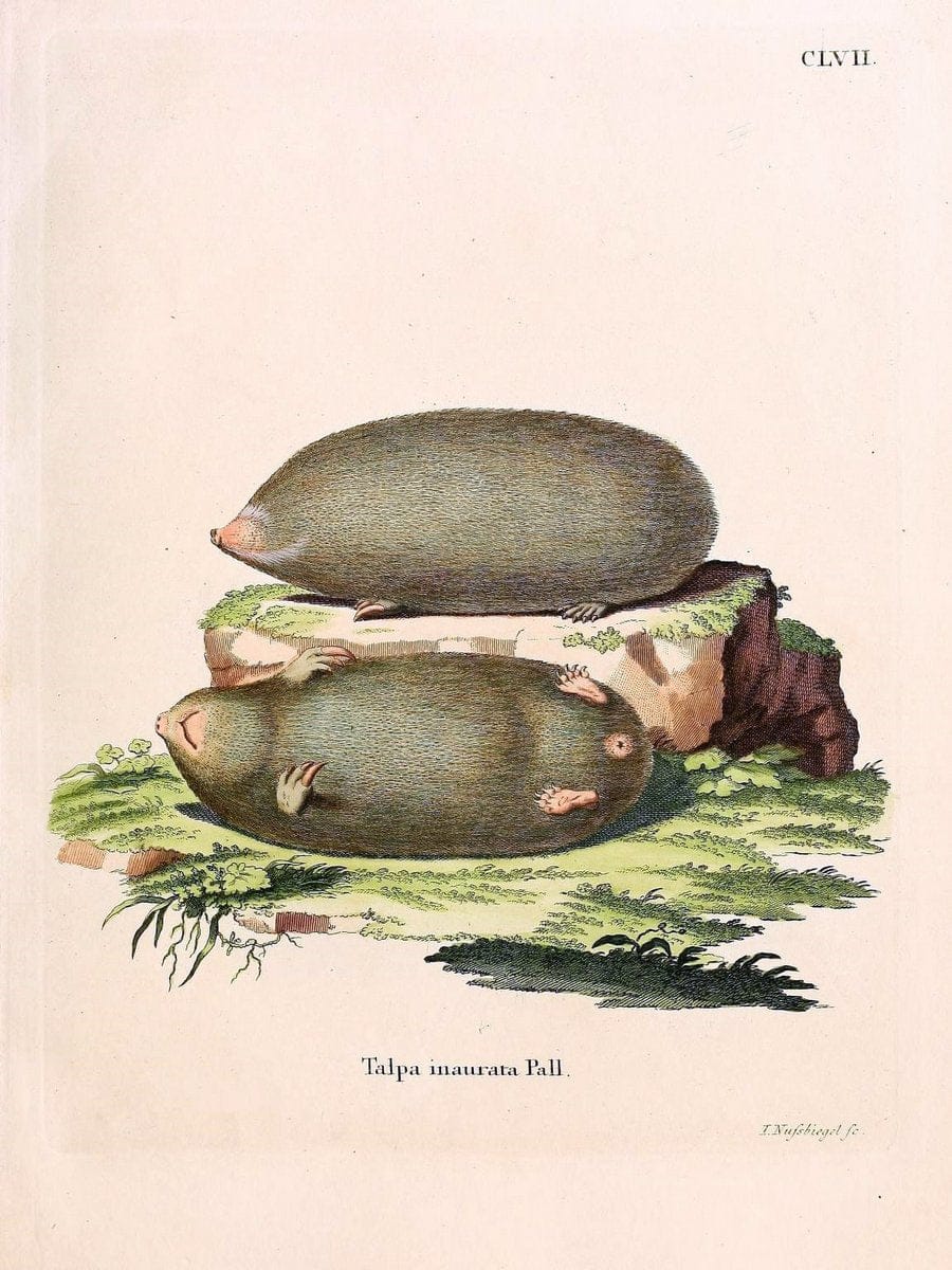 Die SÃ¤ugthiere in Abbildungen nach der Natur /.Erlangen :Expedition des Schreber'schen s | Mammals "Pictorial works"  | Vintage Print Reproduction 473121