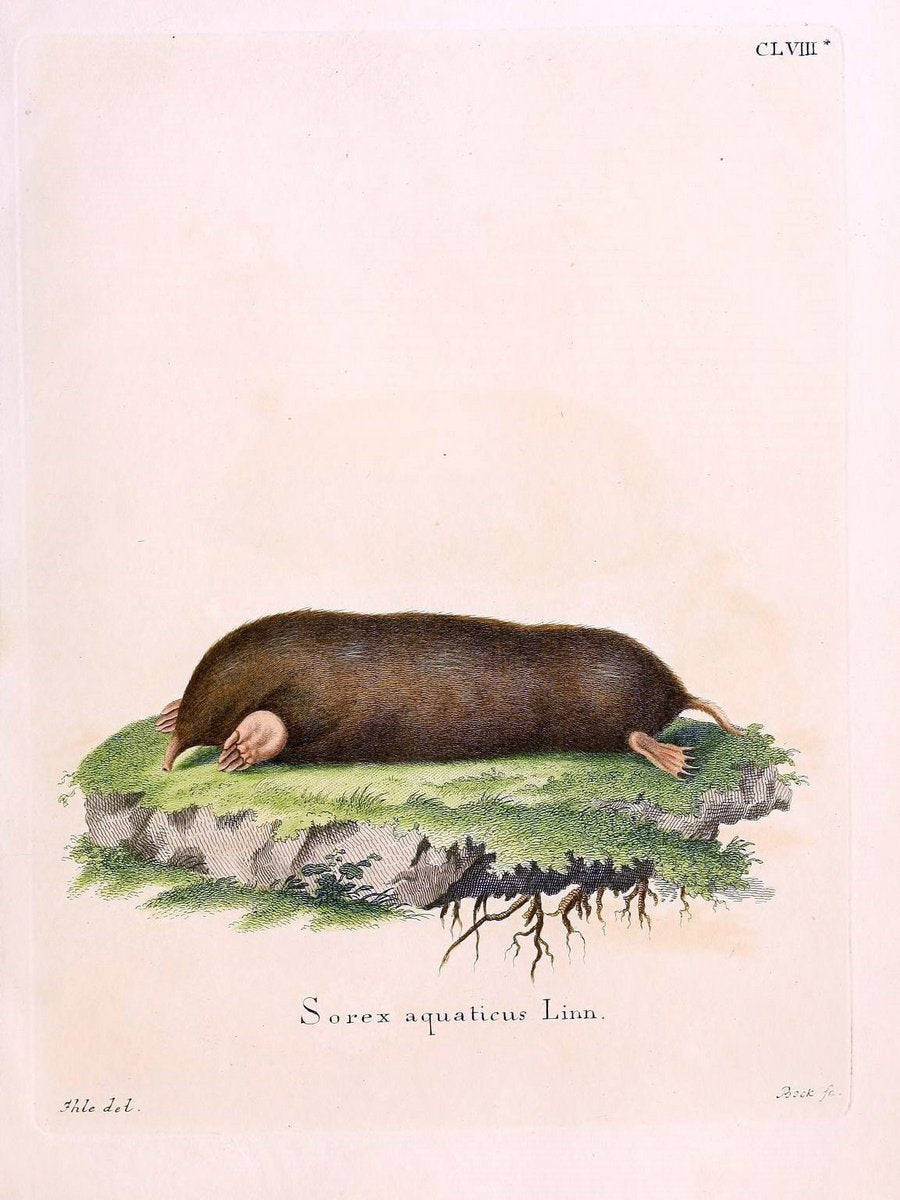 Die SÃ¤ugthiere in Abbildungen nach der Natur /.Erlangen :Expedition des Schreber'schen s | Mammals "Pictorial works"  | Vintage Print Reproduction 473124