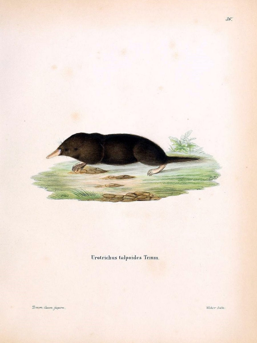 Die SÃ¤ugthiere in Abbildungen nach der Natur /.Erlangen :Expedition des Schreber'schen s | Mammals "Pictorial works"  | Vintage Print Reproduction 473127