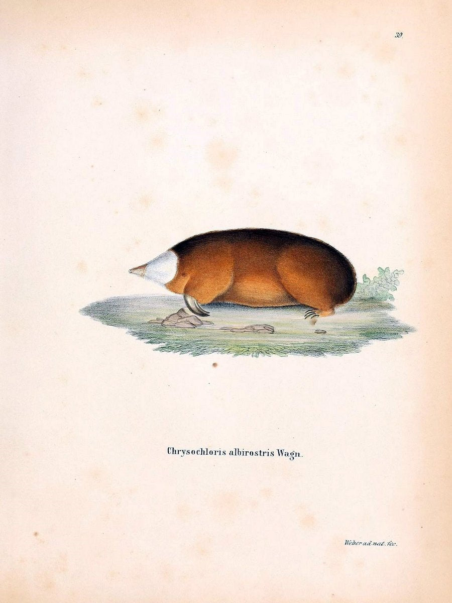 Die SÃ¤ugthiere in Abbildungen nach der Natur /.Erlangen :Expedition des Schreber'schen s | Mammals "Pictorial works"  | Vintage Print Reproduction 473130