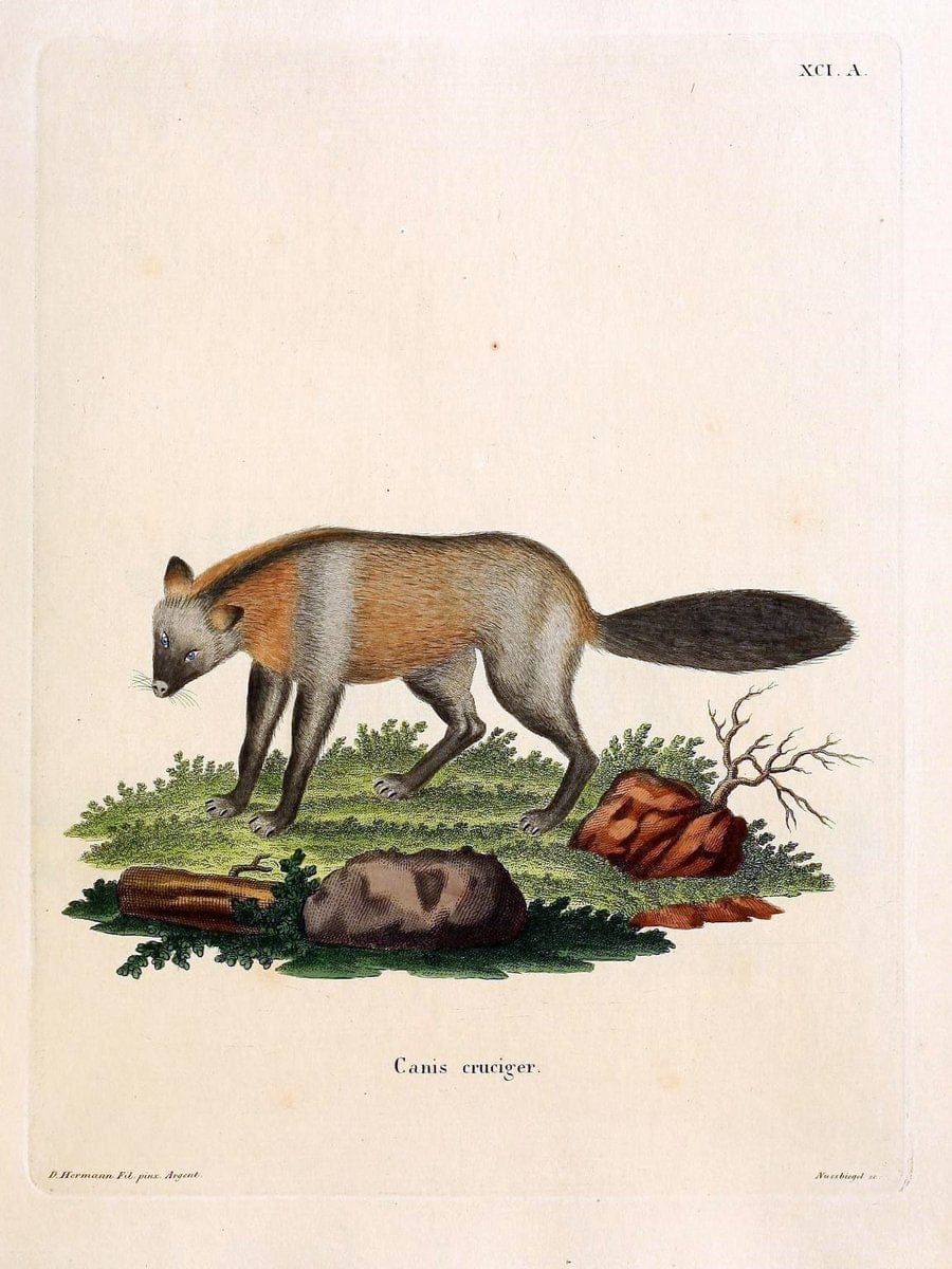 Die SÃ¤ugthiere in Abbildungen nach der Natur /.Erlangen :Expedition des Schreber'schen s | Mammals "Pictorial works"  | Vintage Print Reproduction 473133