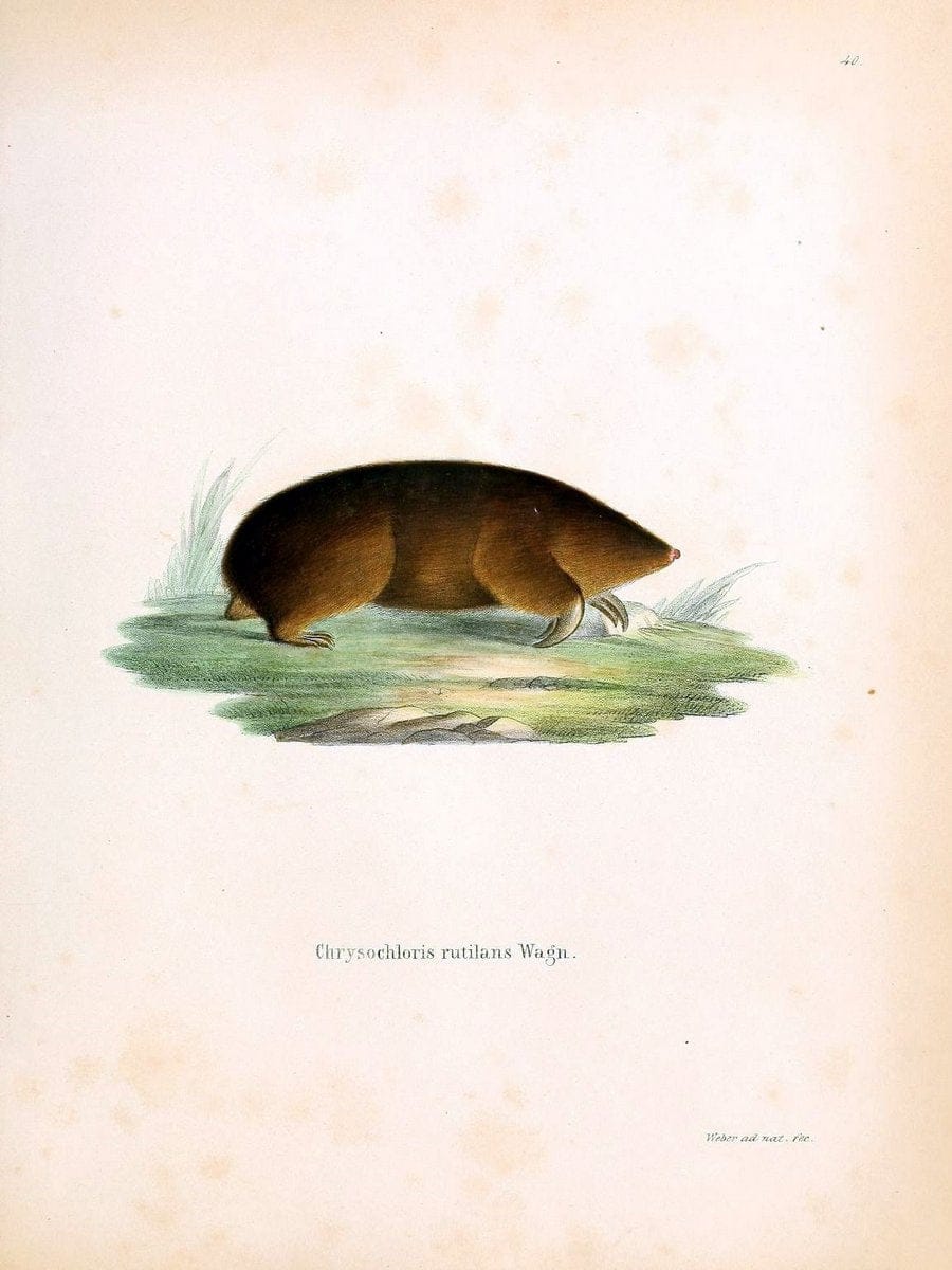 Die SÃ¤ugthiere in Abbildungen nach der Natur /.Erlangen :Expedition des Schreber'schen s | Mammals "Pictorial works"  | Vintage Print Reproduction 473134