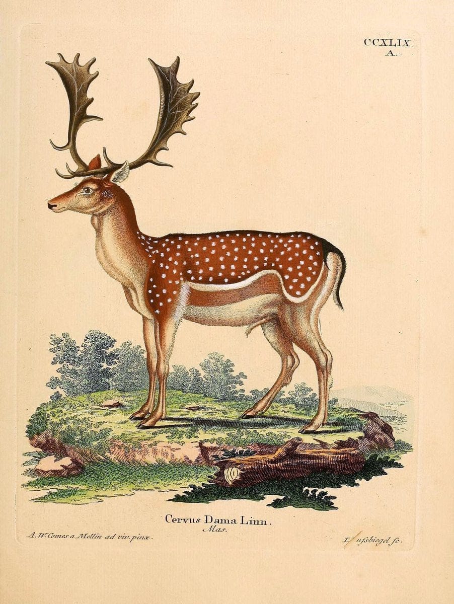 Die SÃ¤ugthiere in Abbildungen nach der Natur /.Erlangen :Expedition des Schreber'schen s | Mammals "Pictorial works"  | Vintage Print Reproduction 473135