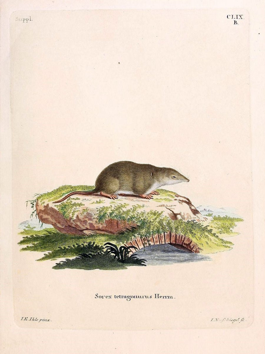 Die SÃ¤ugthiere in Abbildungen nach der Natur /.Erlangen :Expedition des Schreber'schen s | Mammals "Pictorial works"  | Vintage Print Reproduction 473138