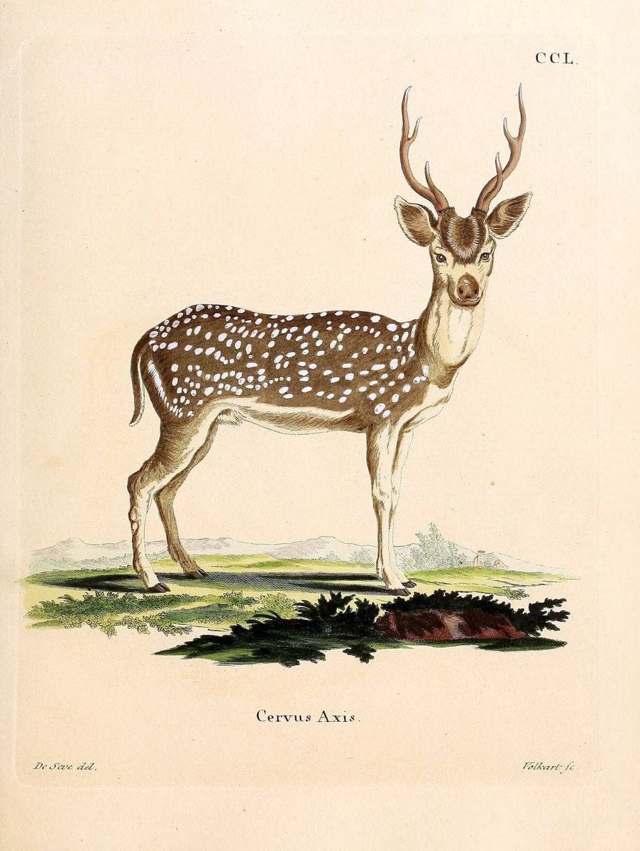 Die SÃ¤ugthiere in Abbildungen nach der Natur /.Erlangen :Expedition des Schreber'schen s | Mammals "Pictorial works"  | Vintage Print Reproduction 473139