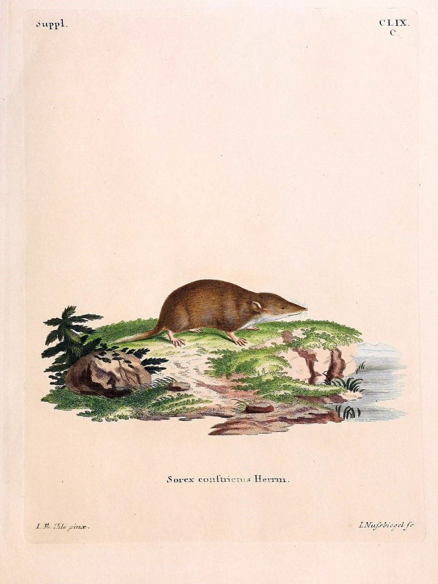 Die SÃ¤ugthiere in Abbildungen nach der Natur /.Erlangen :Expedition des Schreber'schen s | Mammals "Pictorial works"  | Vintage Print Reproduction 473140