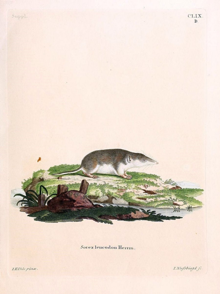 Die SÃ¤ugthiere in Abbildungen nach der Natur /.Erlangen :Expedition des Schreber'schen s | Mammals "Pictorial works"  | Vintage Print Reproduction 473142