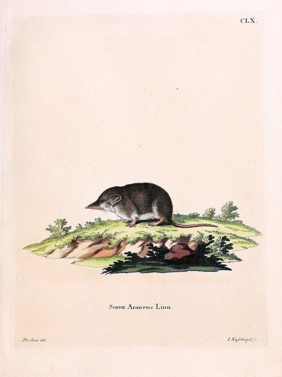 Die SÃ¤ugthiere in Abbildungen nach der Natur /.Erlangen :Expedition des Schreber'schen s | Mammals "Pictorial works"  | Vintage Print Reproduction 473144