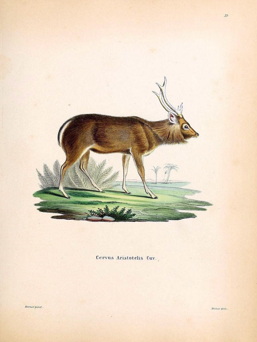 Die SÃ¤ugthiere in Abbildungen nach der Natur /.Erlangen :Expedition des Schreber'schen s | Mammals "Pictorial works"  | Vintage Print Reproduction 473145