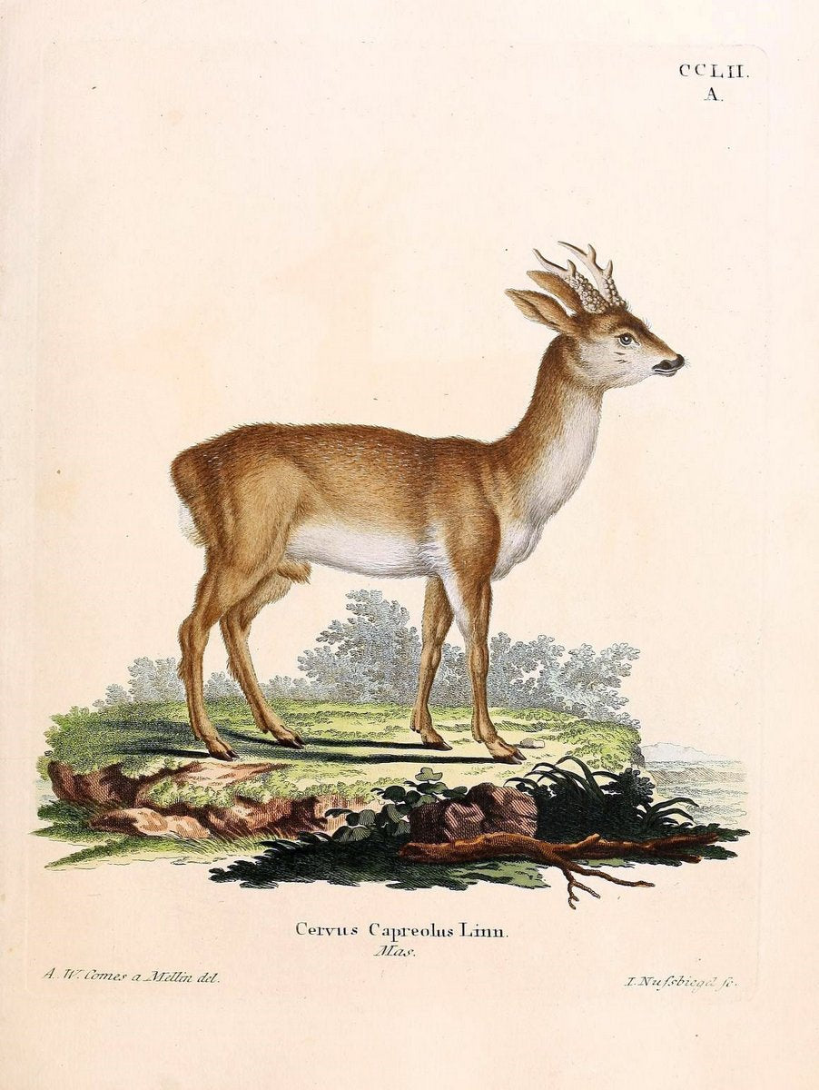 Die SÃ¤ugthiere in Abbildungen nach der Natur /.Erlangen :Expedition des Schreber'schen s | Mammals "Pictorial works"  | Vintage Print Reproduction 473151