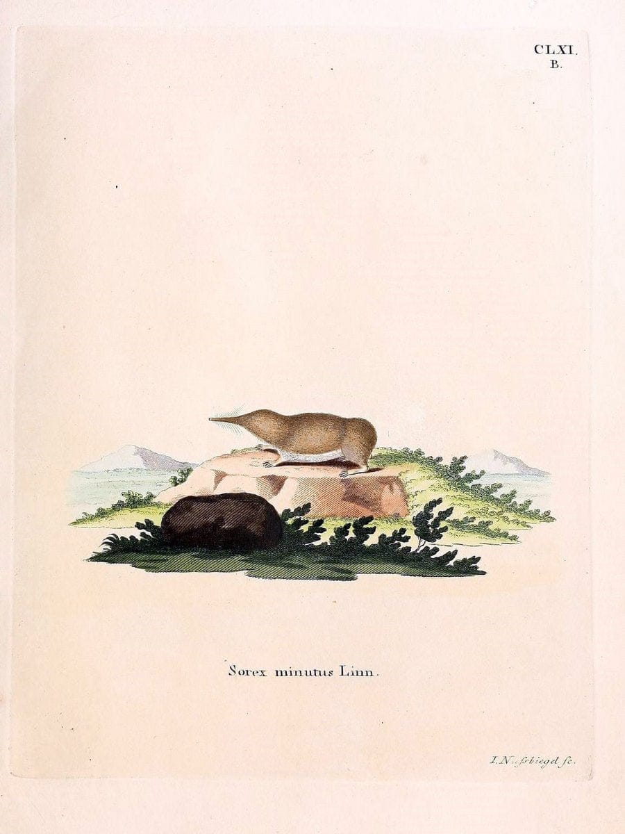 Die SÃ¤ugthiere in Abbildungen nach der Natur /.Erlangen :Expedition des Schreber'schen s | Mammals "Pictorial works"  | Vintage Print Reproduction 473152