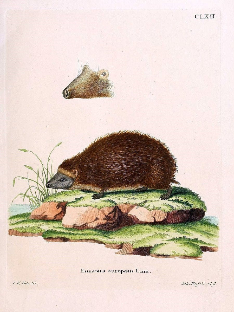 Die SÃ¤ugthiere in Abbildungen nach der Natur /.Erlangen :Expedition des Schreber'schen s | Mammals "Pictorial works"  | Vintage Print Reproduction 473156