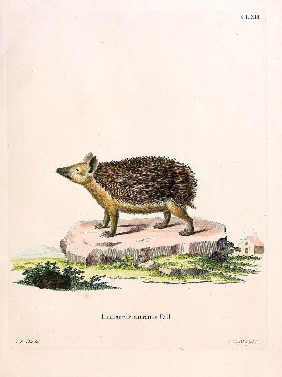 Die SÃ¤ugthiere in Abbildungen nach der Natur /.Erlangen :Expedition des Schreber'schen s | Mammals "Pictorial works"  | Vintage Print Reproduction 473158