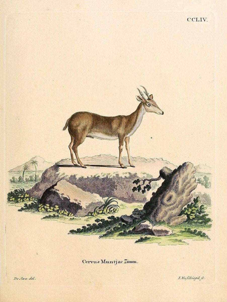 Die SÃ¤ugthiere in Abbildungen nach der Natur /.Erlangen :Expedition des Schreber'schen s | Mammals "Pictorial works"  | Vintage Print Reproduction 473159