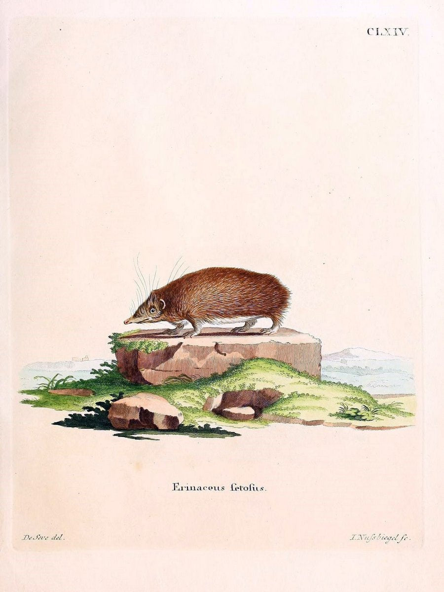 Die SÃ¤ugthiere in Abbildungen nach der Natur /.Erlangen :Expedition des Schreber'schen s | Mammals "Pictorial works"  | Vintage Print Reproduction 473160