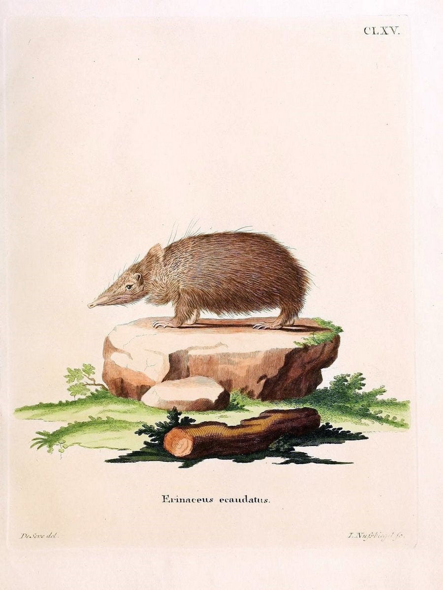 Die SÃ¤ugthiere in Abbildungen nach der Natur /.Erlangen :Expedition des Schreber'schen s | Mammals "Pictorial works"  | Vintage Print Reproduction 473162