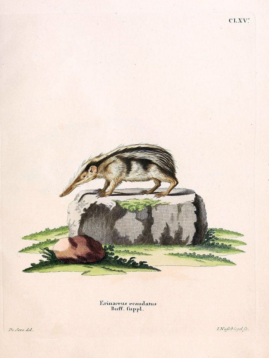 Die SÃ¤ugthiere in Abbildungen nach der Natur /.Erlangen :Expedition des Schreber'schen s | Mammals "Pictorial works"  | Vintage Print Reproduction 473164