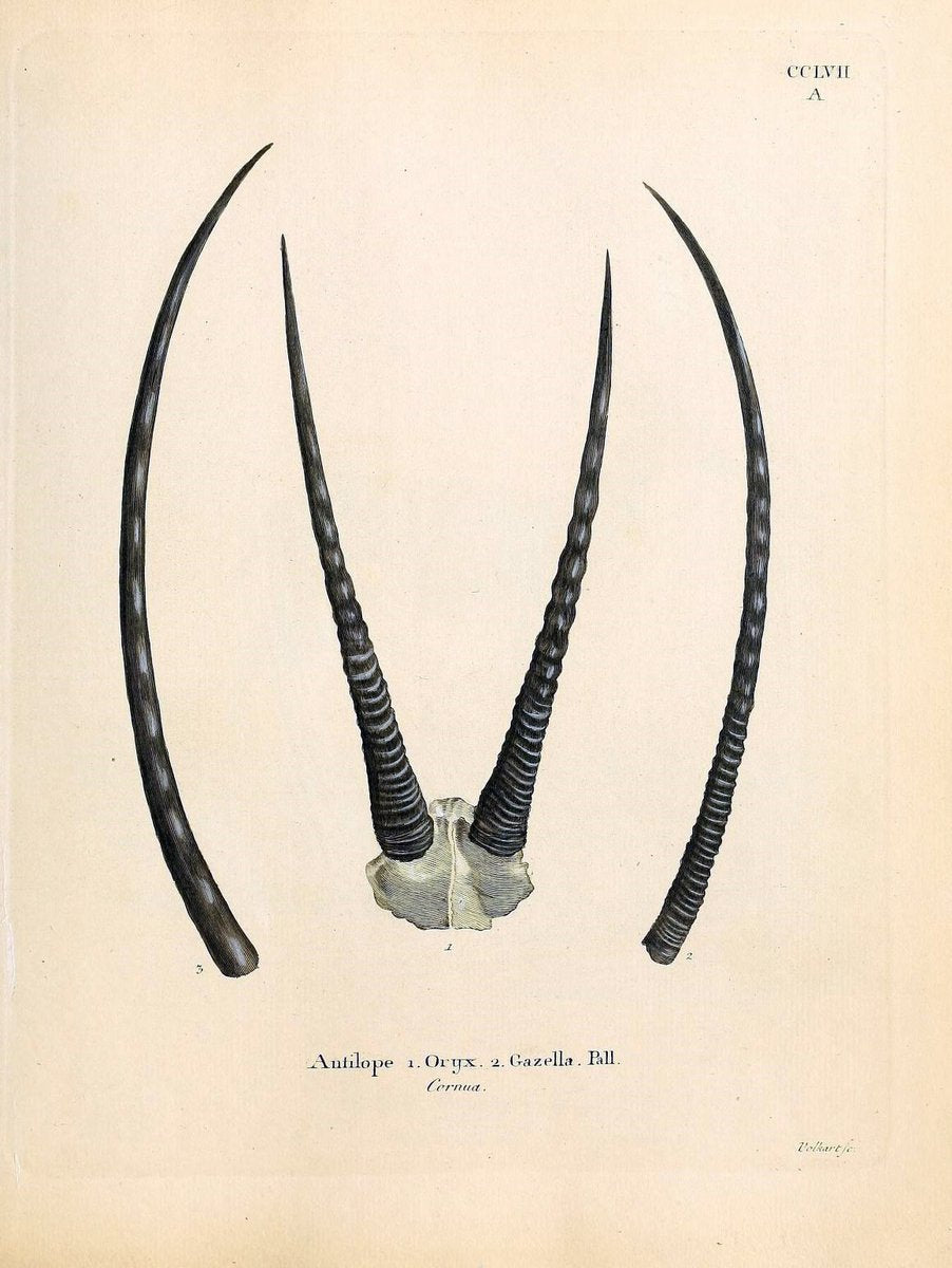 Die SÃ¤ugthiere in Abbildungen nach der Natur /.Erlangen :Expedition des Schreber'schen s | Mammals "Pictorial works"  | Vintage Print Reproduction 473171