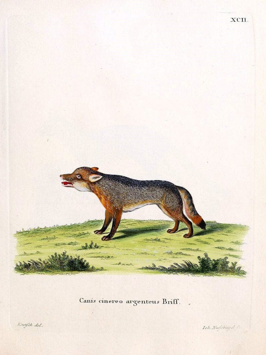 Die SÃ¤ugthiere in Abbildungen nach der Natur /.Erlangen :Expedition des Schreber'schen s | Mammals "Pictorial works"  | Vintage Print Reproduction 473174