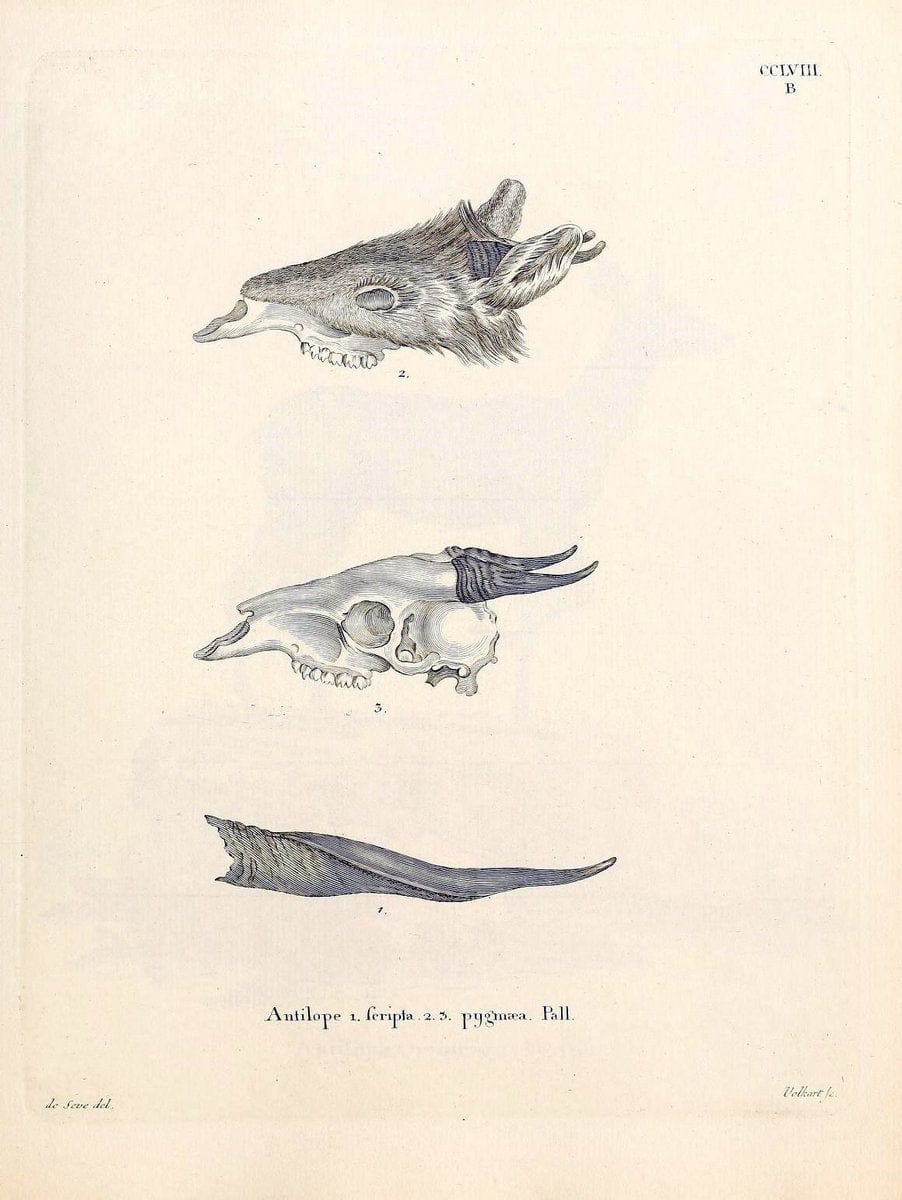 Die SÃ¤ugthiere in Abbildungen nach der Natur /.Erlangen :Expedition des Schreber'schen s | Mammals "Pictorial works"  | Vintage Print Reproduction 473176