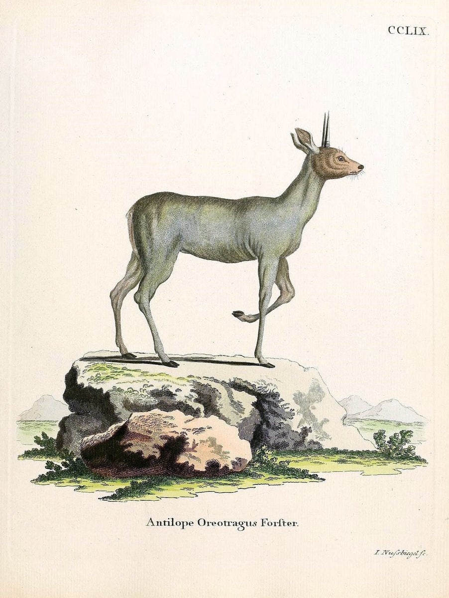 Die SÃ¤ugthiere in Abbildungen nach der Natur /.Erlangen :Expedition des Schreber'schen s | Mammals "Pictorial works"  | Vintage Print Reproduction 473177