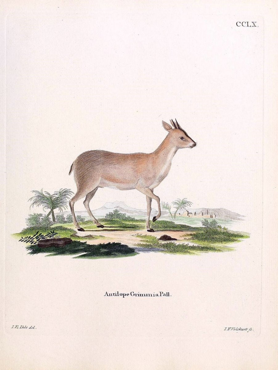 Die SÃ¤ugthiere in Abbildungen nach der Natur /.Erlangen :Expedition des Schreber'schen s | Mammals "Pictorial works"  | Vintage Print Reproduction 473178