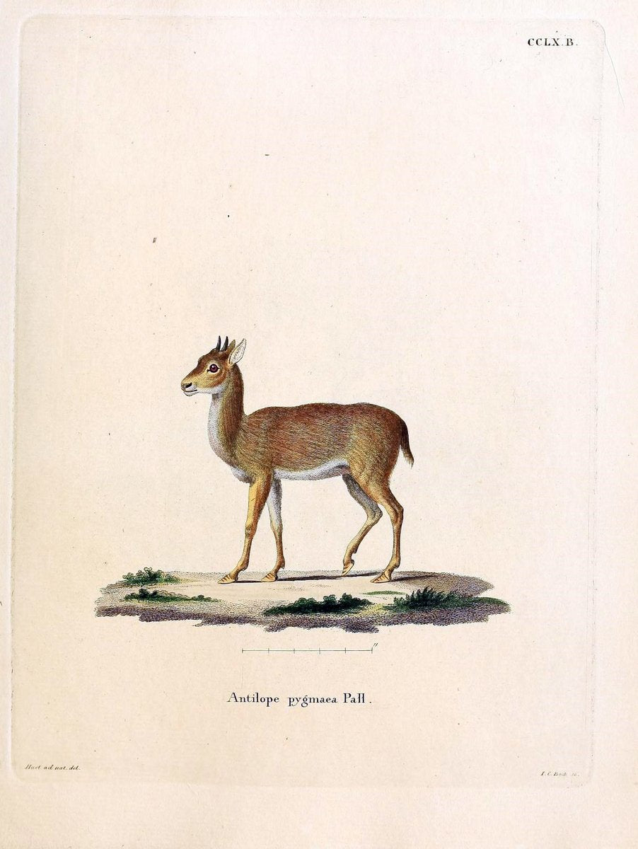 Die SÃ¤ugthiere in Abbildungen nach der Natur /.Erlangen :Expedition des Schreber'schen s | Mammals "Pictorial works"  | Vintage Print Reproduction 473179