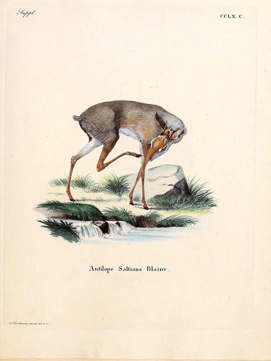 Die SÃ¤ugthiere in Abbildungen nach der Natur /.Erlangen :Expedition des Schreber'schen s | Mammals "Pictorial works"  | Vintage Print Reproduction 473180