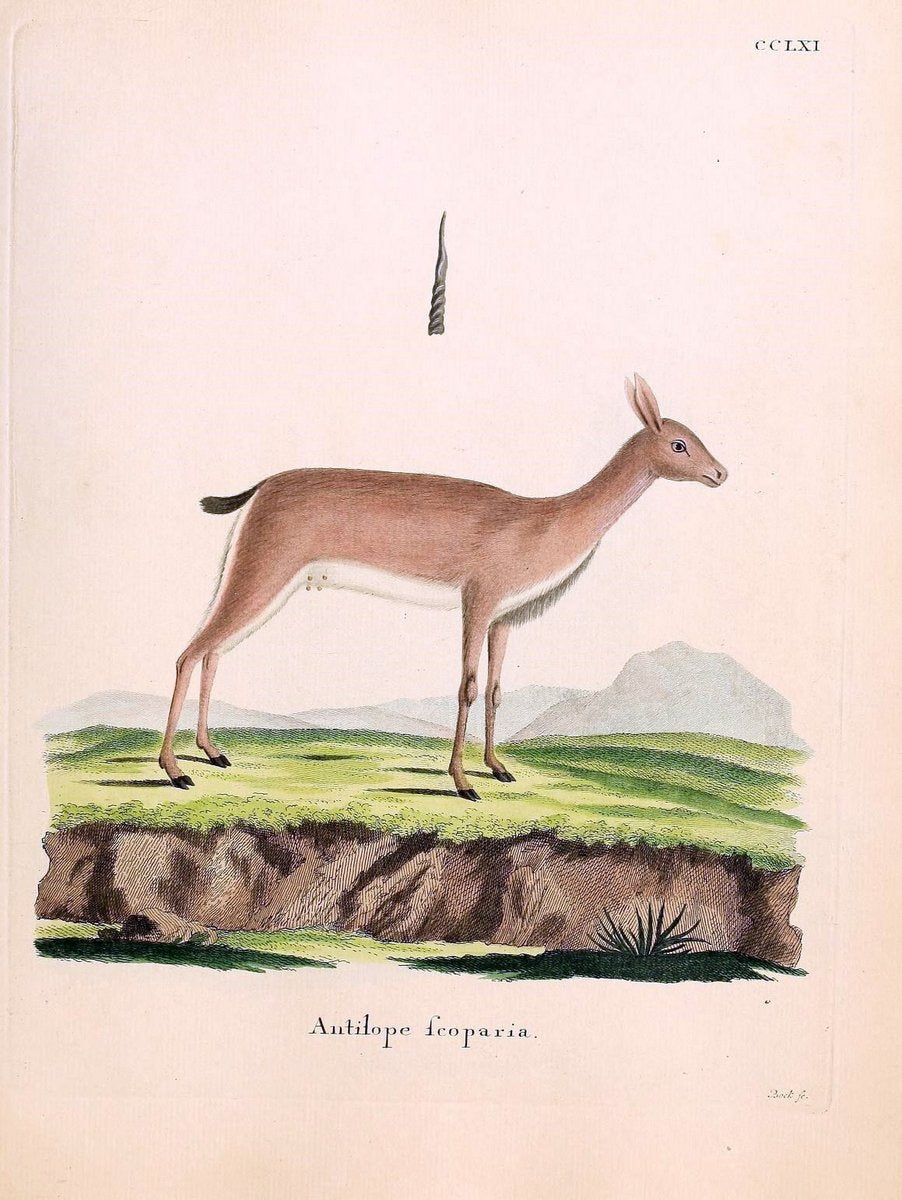 Die SÃ¤ugthiere in Abbildungen nach der Natur /.Erlangen :Expedition des Schreber'schen s | Mammals "Pictorial works"  | Vintage Print Reproduction 473183