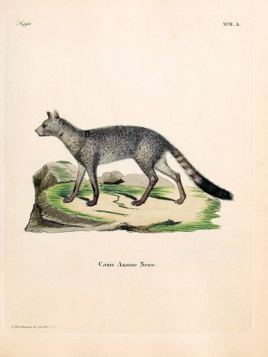 Die SÃ¤ugthiere in Abbildungen nach der Natur /.Erlangen :Expedition des Schreber'schen s | Mammals "Pictorial works"  | Vintage Print Reproduction 473186