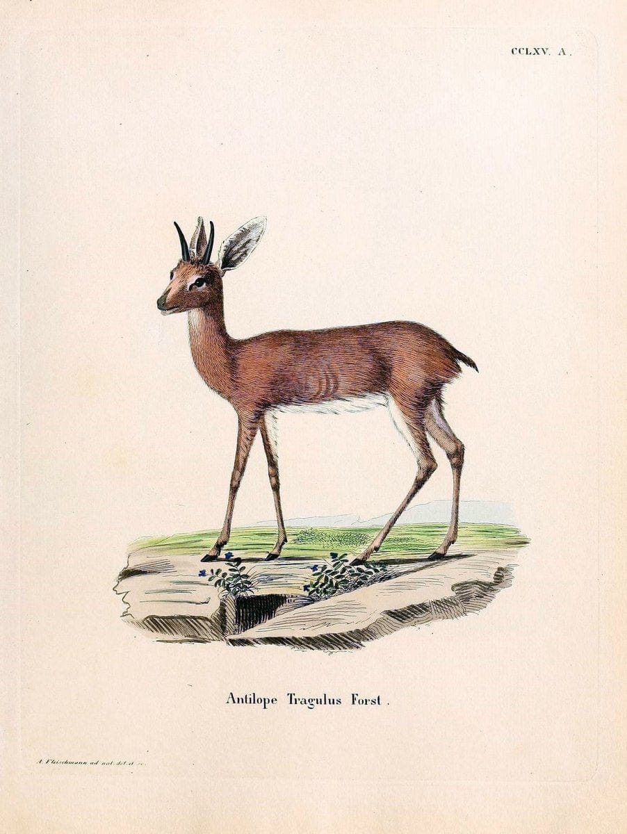 Die SÃ¤ugthiere in Abbildungen nach der Natur /.Erlangen :Expedition des Schreber'schen s | Mammals "Pictorial works"  | Vintage Print Reproduction 473191