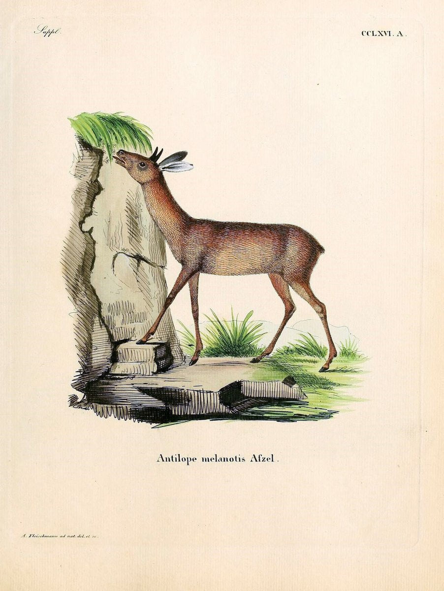 Die SÃ¤ugthiere in Abbildungen nach der Natur /.Erlangen :Expedition des Schreber'schen s | Mammals "Pictorial works"  | Vintage Print Reproduction 473193