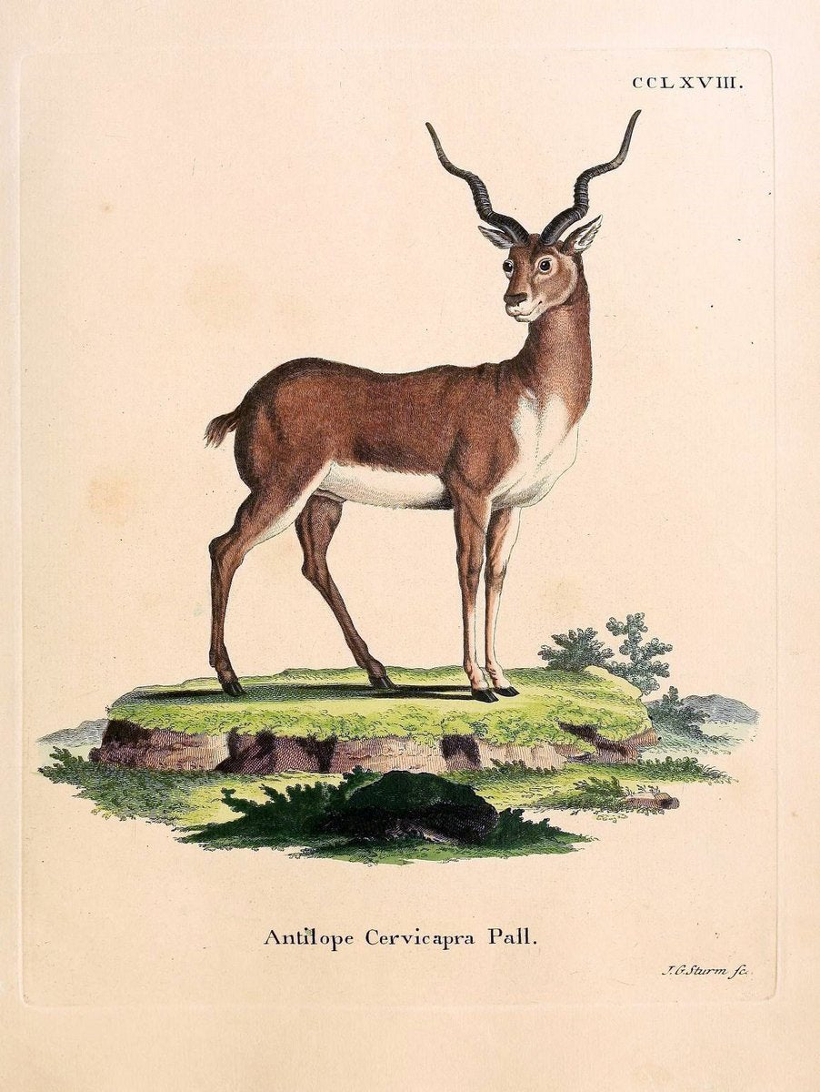 Die SÃ¤ugthiere in Abbildungen nach der Natur /.Erlangen :Expedition des Schreber'schen s | Mammals "Pictorial works"  | Vintage Print Reproduction 473195