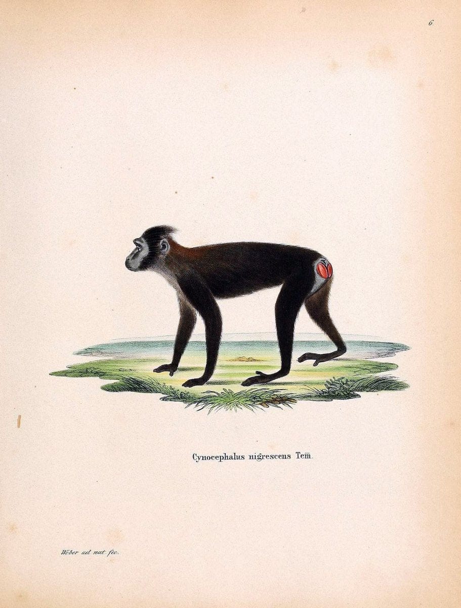 Die SÃ¤ugthiere in Abbildungen nach der Natur /.Erlangen :Expedition des Schreber'schen s | Mammals "Pictorial works"  | Vintage Print Reproduction 473197