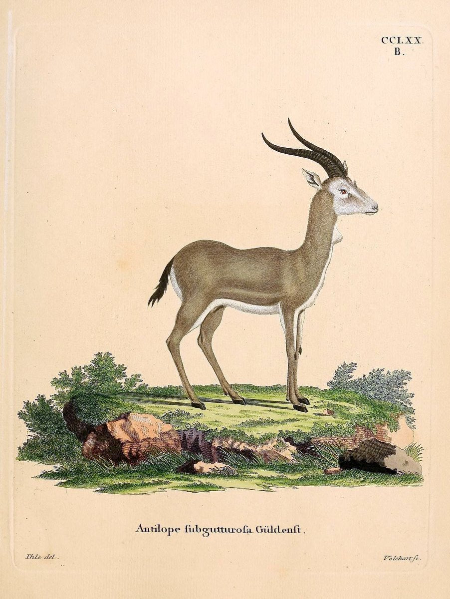 Die SÃ¤ugthiere in Abbildungen nach der Natur /.Erlangen :Expedition des Schreber'schen s | Mammals "Pictorial works"  | Vintage Print Reproduction 473201