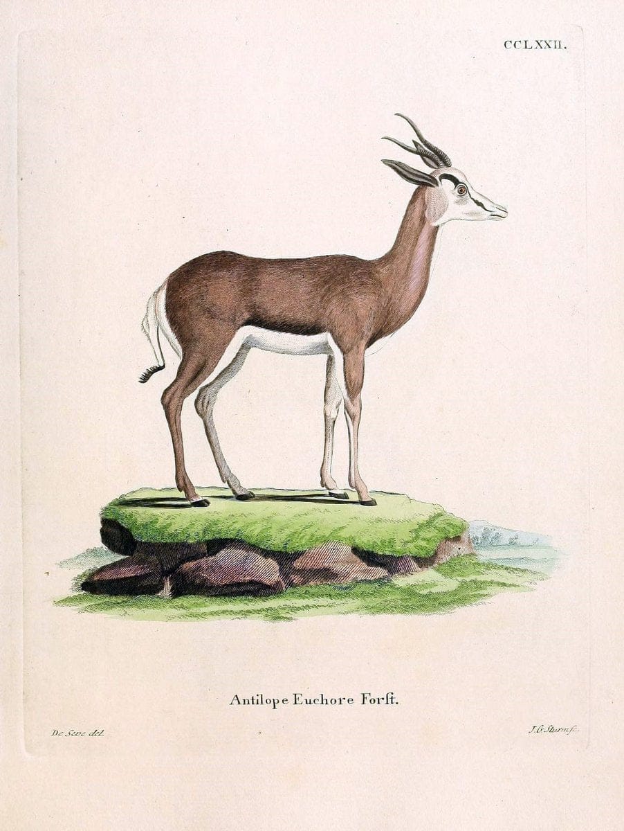 Die SÃ¤ugthiere in Abbildungen nach der Natur /.Erlangen :Expedition des Schreber'schen s | Mammals "Pictorial works"  | Vintage Print Reproduction 473204