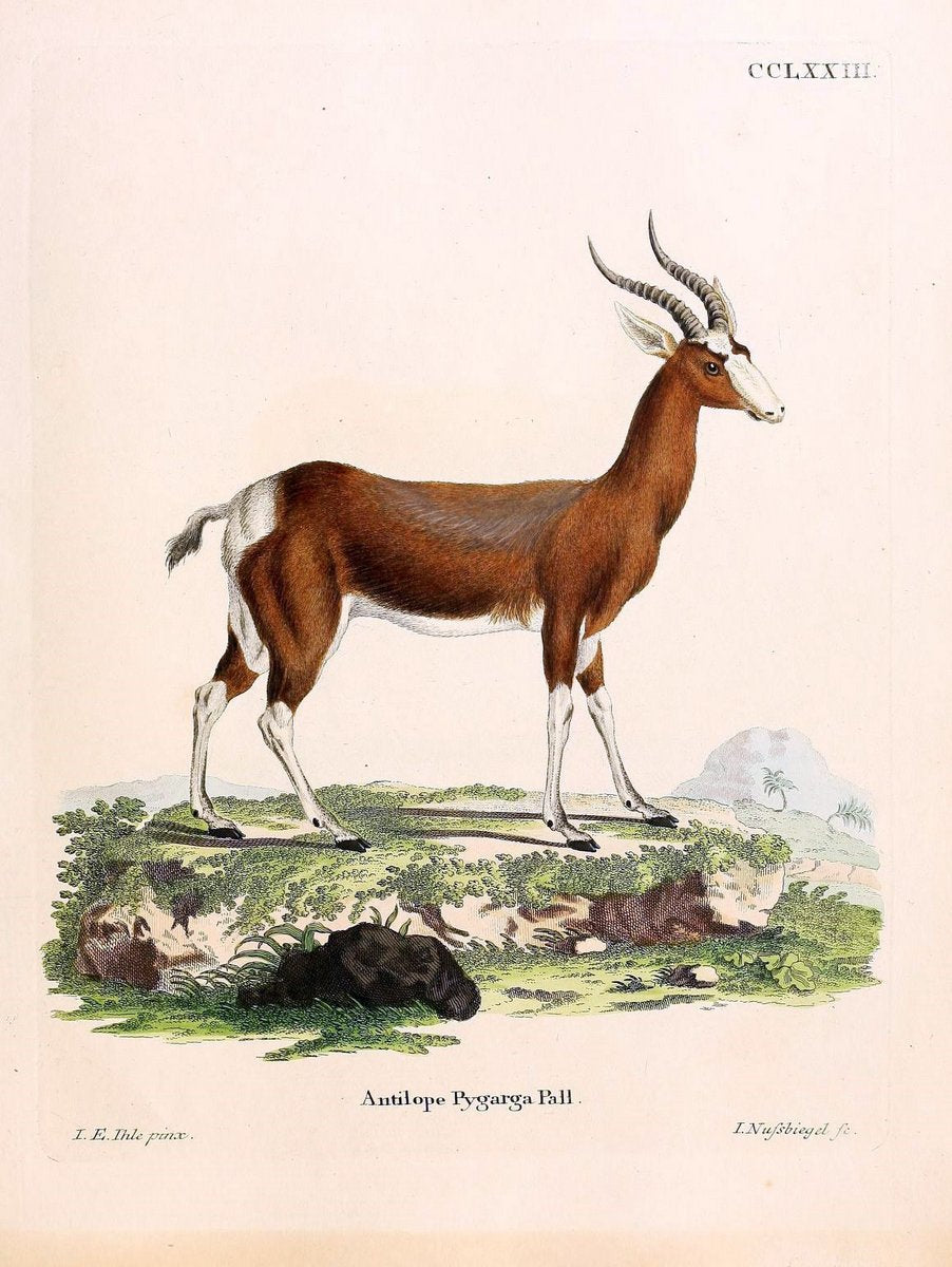 Die SÃ¤ugthiere in Abbildungen nach der Natur /.Erlangen :Expedition des Schreber'schen s | Mammals "Pictorial works"  | Vintage Print Reproduction 473205