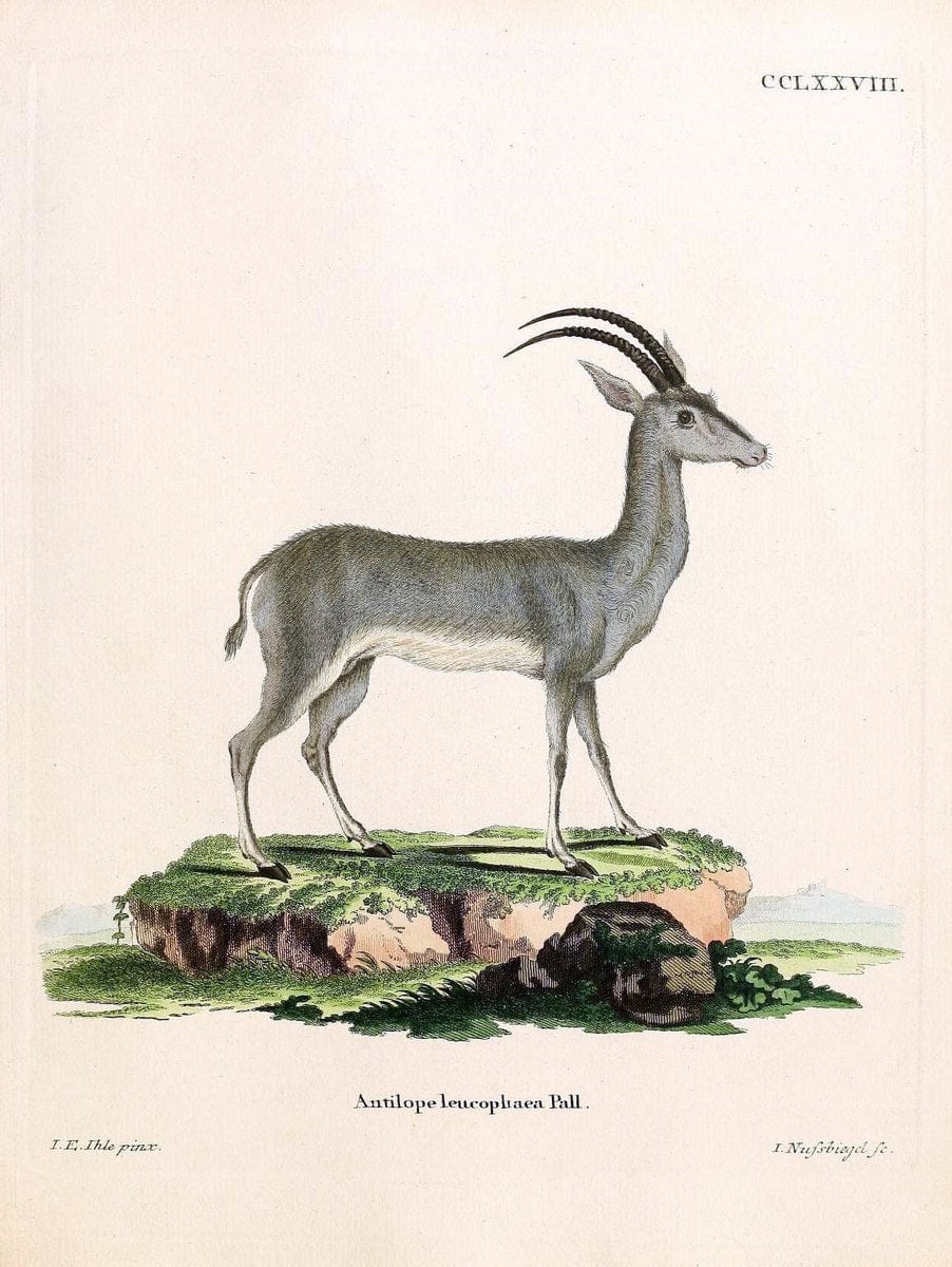 Die SÃ¤ugthiere in Abbildungen nach der Natur /.Erlangen :Expedition des Schreber'schen s | Mammals "Pictorial works"  | Vintage Print Reproduction 473215