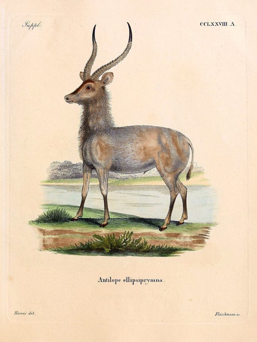 Die SÃ¤ugthiere in Abbildungen nach der Natur /.Erlangen :Expedition des Schreber'schen s | Mammals "Pictorial works"  | Vintage Print Reproduction 473216