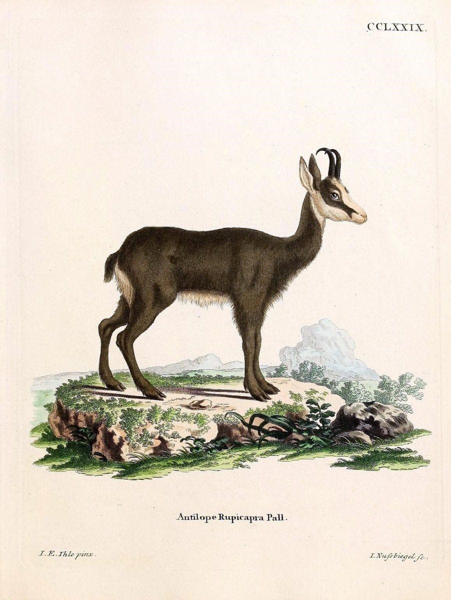 Die SÃ¤ugthiere in Abbildungen nach der Natur /.Erlangen :Expedition des Schreber'schen s | Mammals "Pictorial works"  | Vintage Print Reproduction 473217