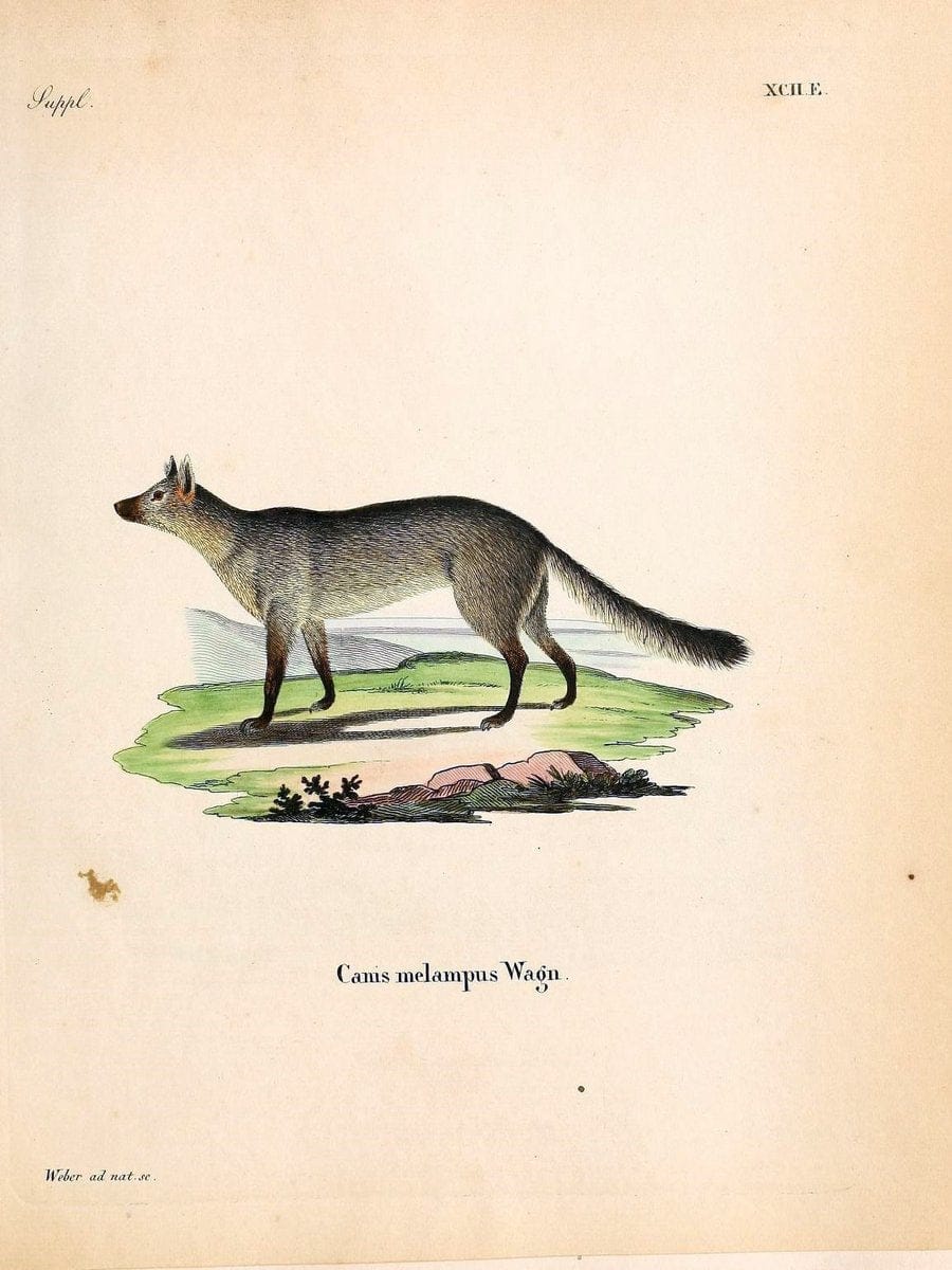 Die SÃ¤ugthiere in Abbildungen nach der Natur /.Erlangen :Expedition des Schreber'schen s | Mammals "Pictorial works"  | Vintage Print Reproduction 473224