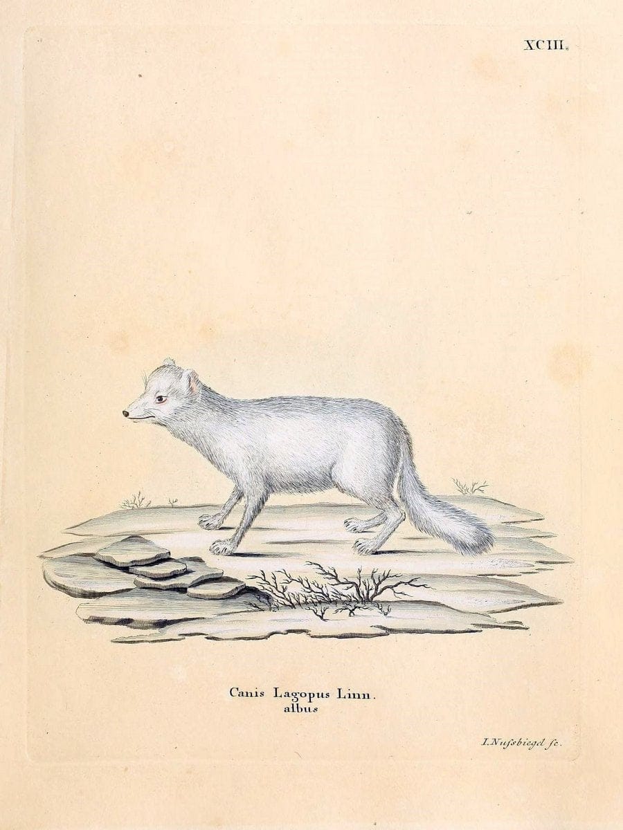 Die SÃ¤ugthiere in Abbildungen nach der Natur /.Erlangen :Expedition des Schreber'schen s | Mammals "Pictorial works"  | Vintage Print Reproduction 473226