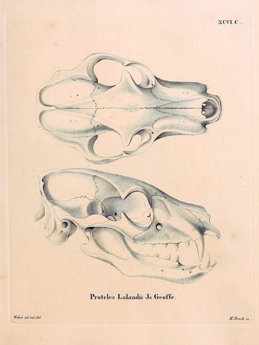 Die SÃ¤ugthiere in Abbildungen nach der Natur /.Erlangen :Expedition des Schreber'schen s | Mammals "Pictorial works"  | Vintage Print Reproduction 473240