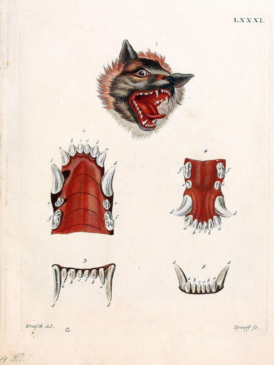 Die SÃ¤ugthiere in Abbildungen nach der Natur /.Erlangen :Expedition des Schreber'schen s | Mammals "Pictorial works"  | Vintage Print Reproduction 473244