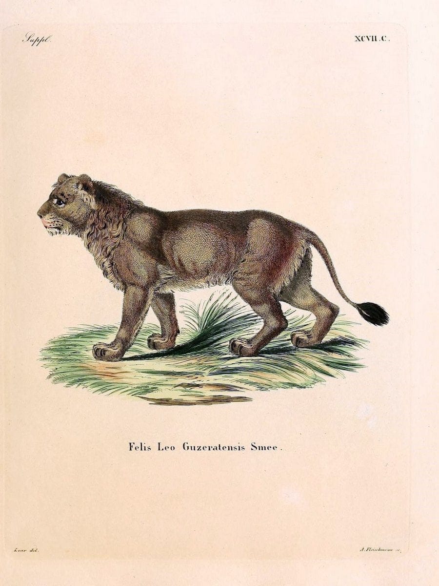 Die SÃ¤ugthiere in Abbildungen nach der Natur /.Erlangen :Expedition des Schreber'schen s | Mammals "Pictorial works"  | Vintage Print Reproduction 473248