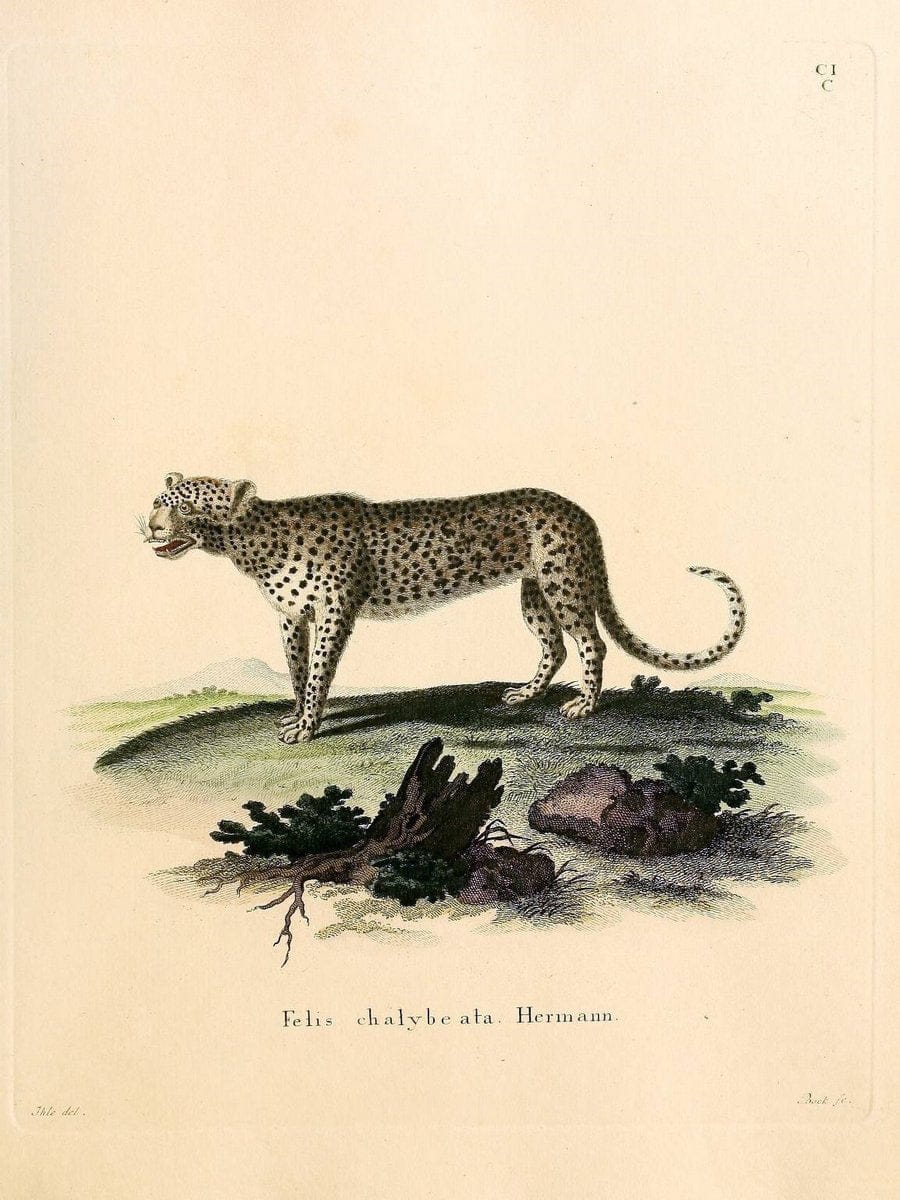 Die SÃ¤ugthiere in Abbildungen nach der Natur /.Erlangen :Expedition des Schreber'schen s | Mammals "Pictorial works"  | Vintage Print Reproduction 473270