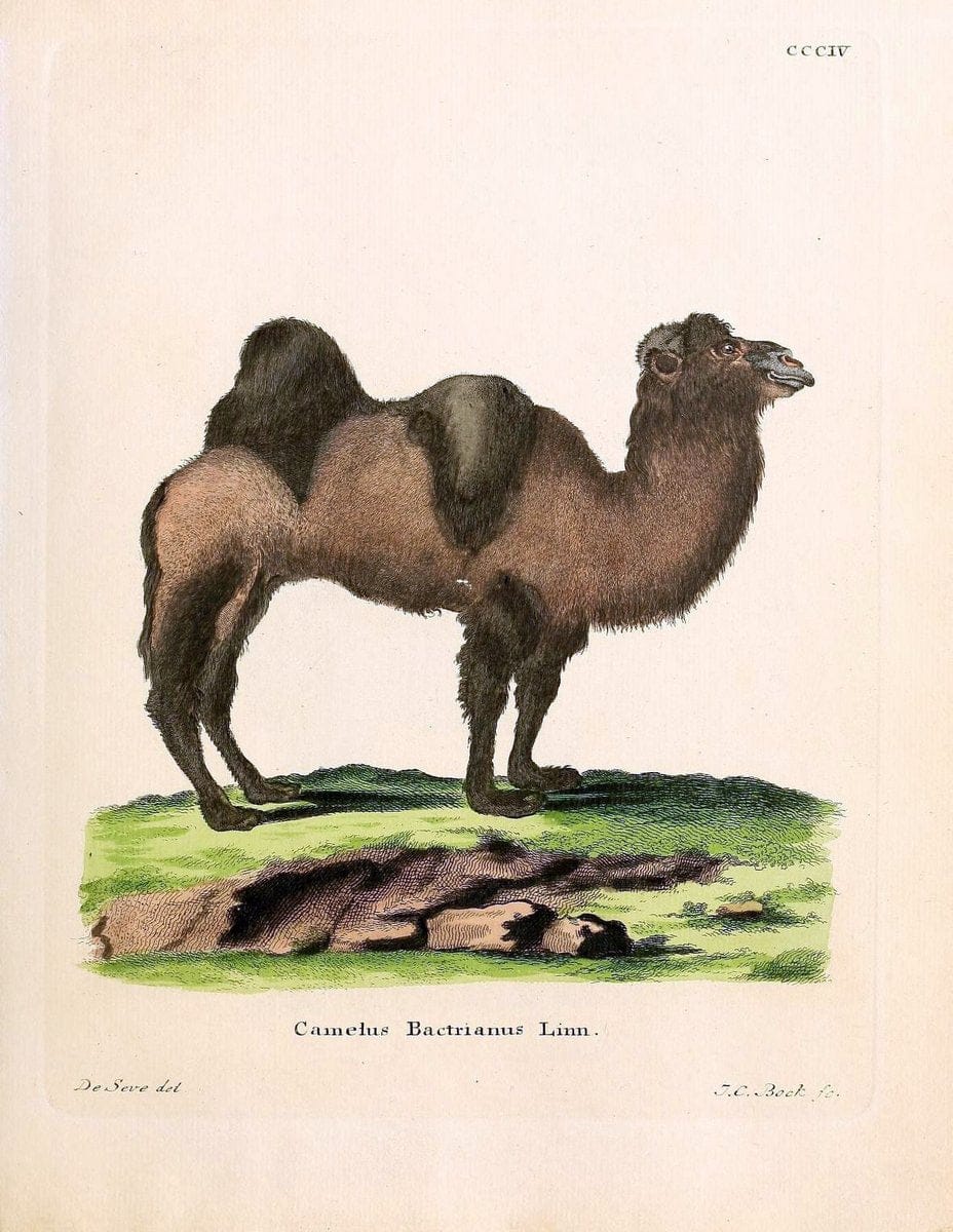 Die SÃ¤ugthiere in Abbildungen nach der Natur /.Erlangen :Expedition des Schreber'schen sÃ¤ugthier- und des Esper'schen Schmetterlingswerkes [etc.,1774]-1846.. |  | Vintage Print Reproduction 473295