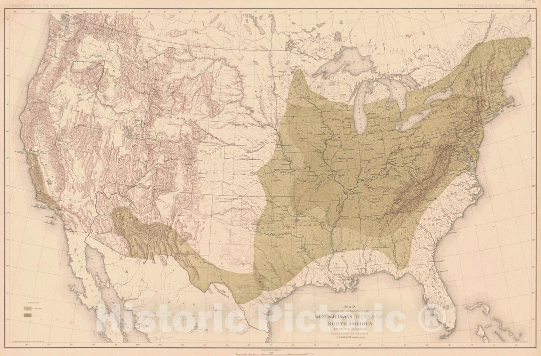 Historic Map : 1892 Map Showing the Distribution of the Genus Juglans (The Walnuts) in North America Exclusive of Mexico : Vintage Wall Art