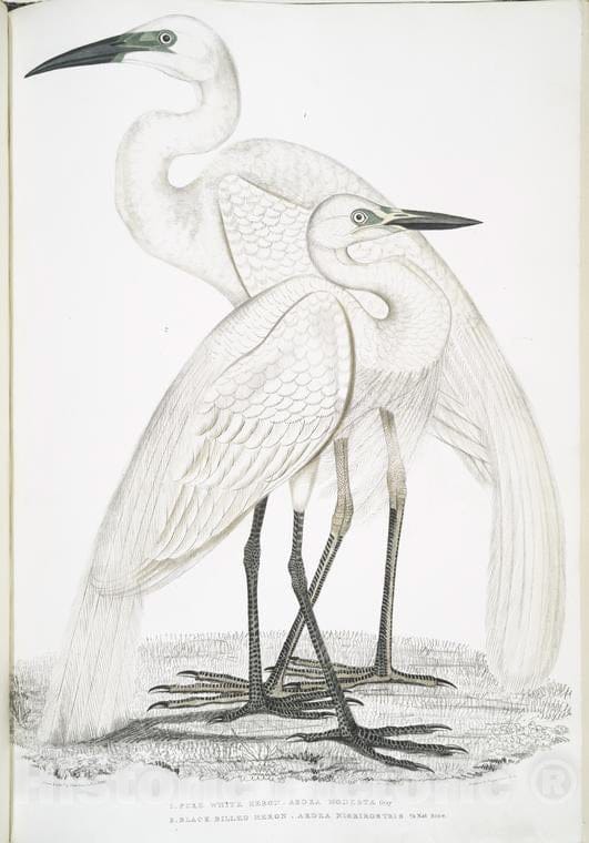 Historic 1830 Map - 1. Pure White Heron, Ardea Modesta; 2. Black Billed Heron, Ardea Nigrirostris. - Indiaillustrations Of Indian Zoology - Vintage Wall Art