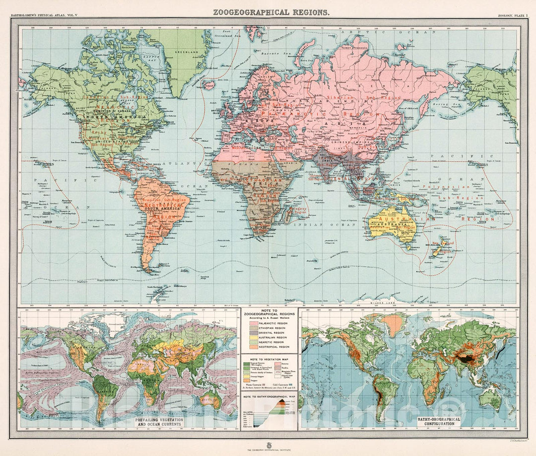 Historic Map : Plate 1. Zoogeographical Regions. Vegetation and Ocean Currents. Bathy-Orography., 1911, Vintage Wall Decor